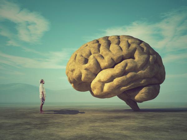 Ο μεγαλύτερος εγκέφαλος σημαίνει και περισσότερη εξυπνάδα;