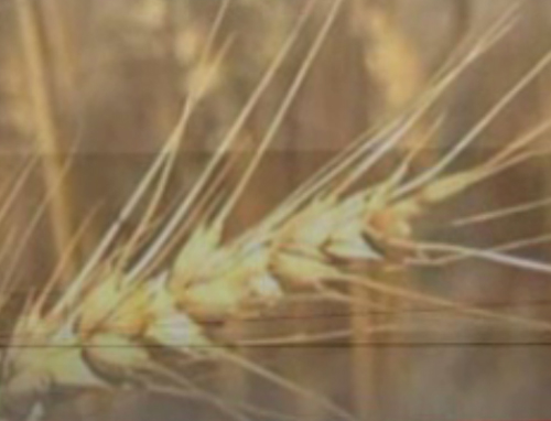 Αυξήσεις έως 20% έρχονται στην τιμή του ψωμιού λόγω της ανατίμησης των σιτηρών