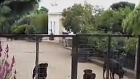 Κοζάνη: Τι λέει ο δικηγόρος του 72χρονου ιδιοκτήτη των Ροτβάιλερ