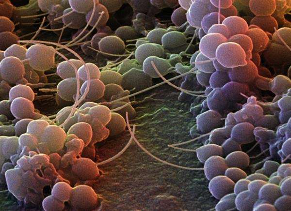 Ο κρυφός βακτηριακός «εχθρός» που βρίσκεται στο δέρμα μας