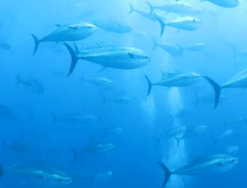 H τελική αναμέτρηση του κόκκινου τόνου στην αντιπαράθεση με τη βιομηχανία