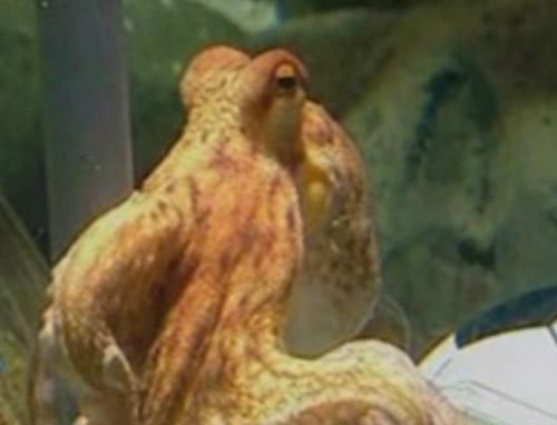 Γερμανία και Ισπανία διεκδικούν την πρόκριση