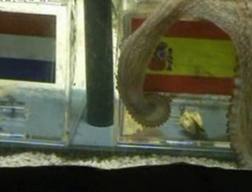 Το χταπόδι επέλεξε… ξανά Ισπανία