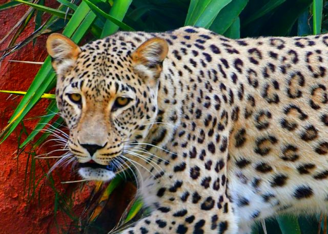 Θανατώθηκαν δύο τζάγκουαρ στο Αττικό Ζωολογικό Πάρκο