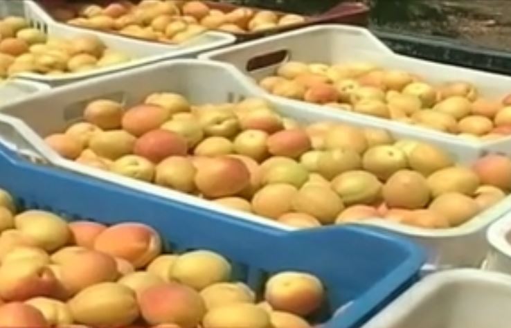 Αγωνιούν οι έλληνες παραγωγοί για το ρωσικό εμπάργκο