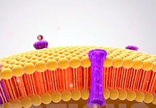 Έλληνας επιστήμονας ανακάλυψε το «κλειδί» ελέγχου του μεταβολισμού