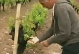 Τεράστιες καταστροφές από σφοδρή χαλαζόπτωση σε Άργος και Νεμέα