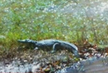 Κροκόδειλος «βολτάρει» σε ποτάμι στο Ρέθυμνο Κρήτης