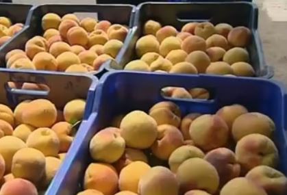 Έκτακτα μέτρα από την ΕΕ μετά το εμπάργκο της Ρωσίας