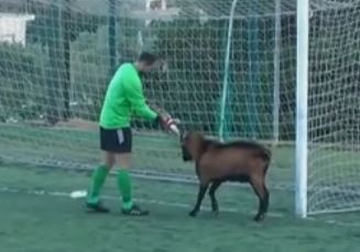 Τράγος εισβάλει σε ποδοσφαιρικό αγώνα