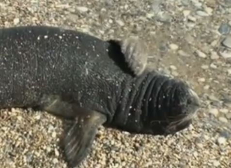 Μια μικρή φώκια κάνει παρέα με τους κολυμβητές της Σάμου