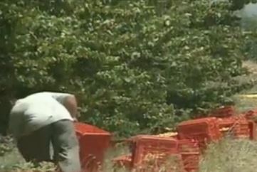 Νέες αγορές αναζητούν παραγωγοί και κυβέρνηση μετά το ρωσικό εμπάργκο