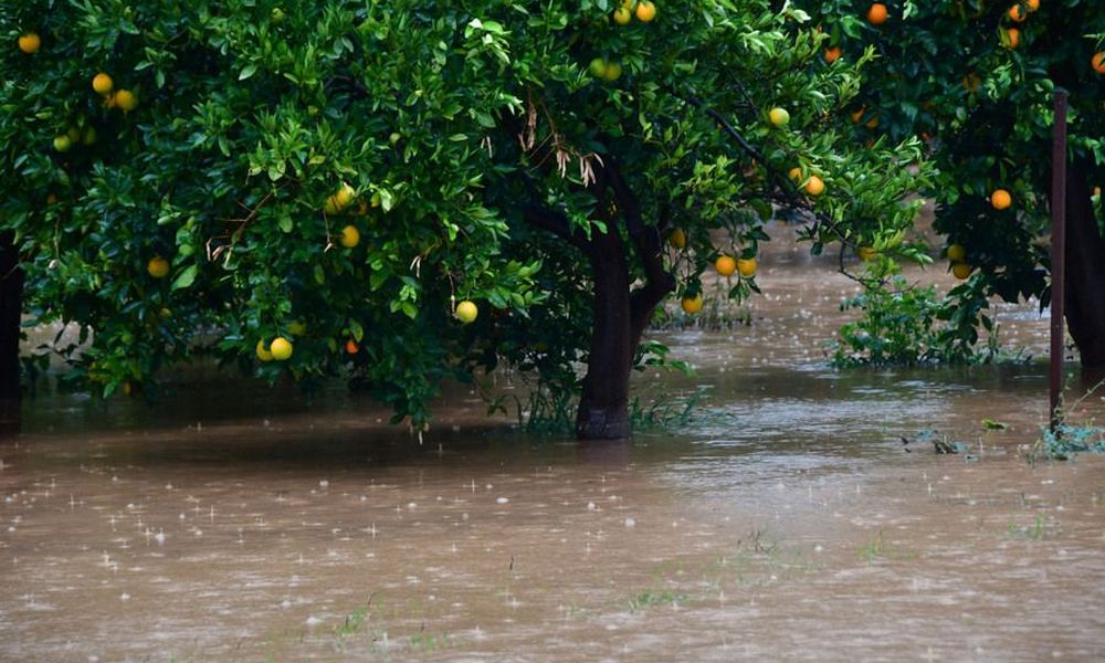 Ηλεία: Μεγάλη καταστροφή από την βροχόπτωση - Πλημμύρισε ο κάμπος του Αλφειού