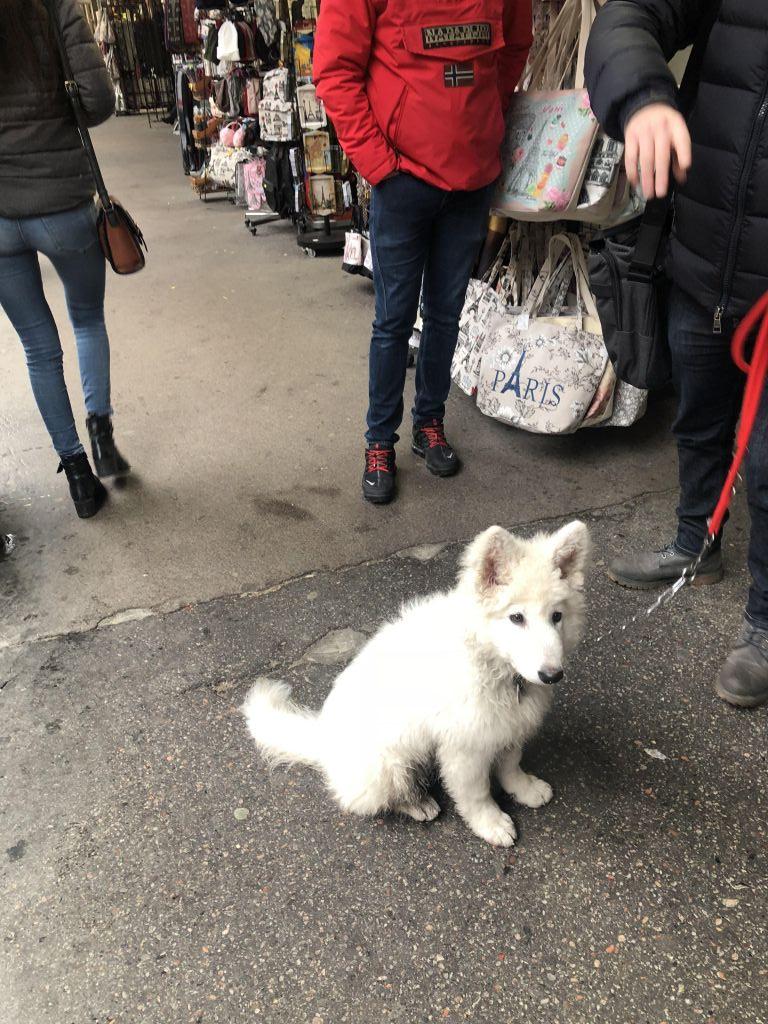 Black Strawberry Loves