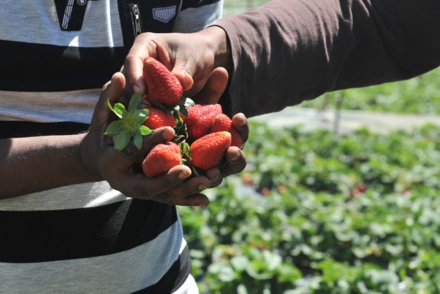 Manolada Watch: Παρατηρητήριο για τους εργάτες στη Μανωλάδα