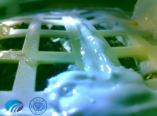 Σπόρος βαμβακιού βλάστησε στη Σελήνη