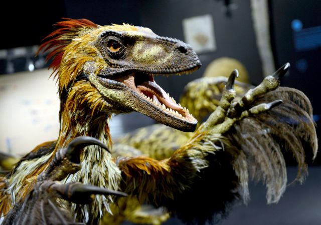 Γιατί ο αγχιόρνις, ο φτερωτός δεινόσαυρος, δεν μπορούσε να πετάξει