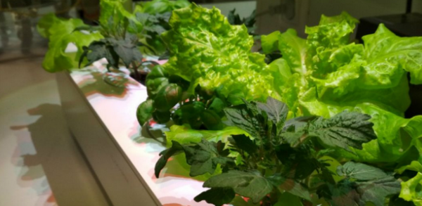 Τα… διαστημόψαρα στο Διαγωνισμό Ρομποτικής FLL