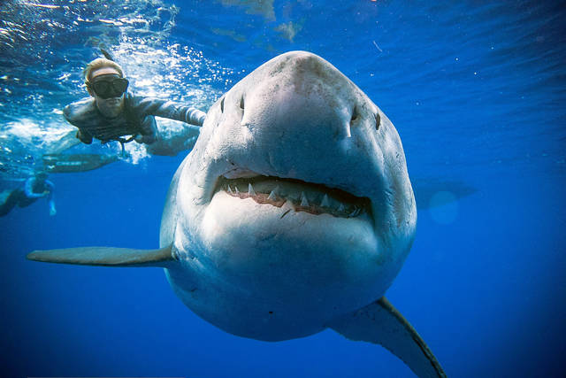 Κόβει την ανάσα : Κολυμπά δίπλα σε γιγαντιαίο λευκό καρχαρία
