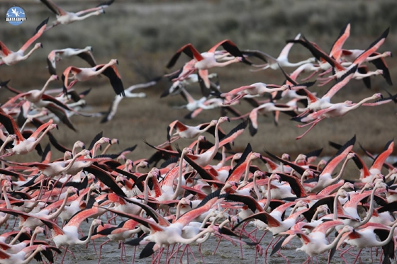 Πλημμύρισε από τα… φλαμίνγκο το Δέλτα του Εβρου