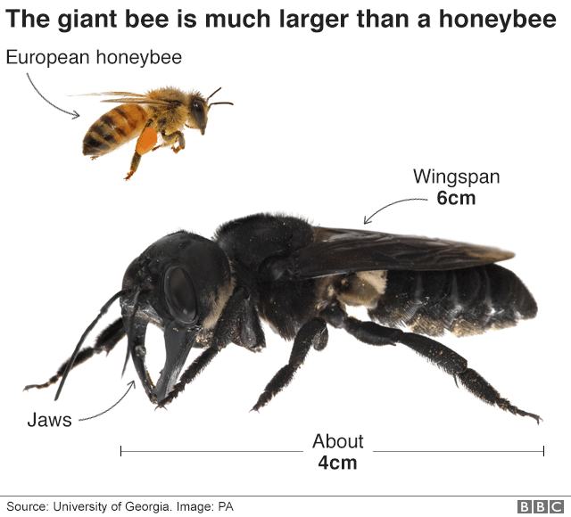 Εμφανίστηκε ξανά η μεγαλύτερη μέλισσα του κόσμου