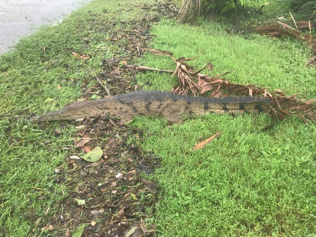 Κροκόδειλοι στους πλημμυρισμένους δρόμους της Αυστραλίας