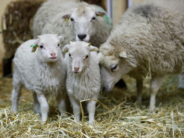 Ρέθυμνο: Επιχείρηση της ΕΜΑΚ για απεγκλωβισμό κοπαδιού 100 ζώων στο Γεροπόταμο