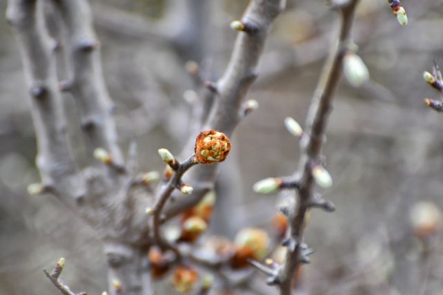 Καιρός: Άνοιξη πριν την ψυχρή «εισβολή»