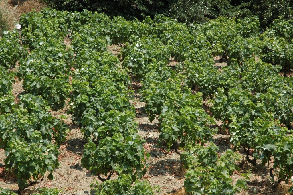 Ο συλλαβισμός στη νέα ελληνική γλώσσα: τι πρέπει να γνωρίζουμε (Μέρος Β’)