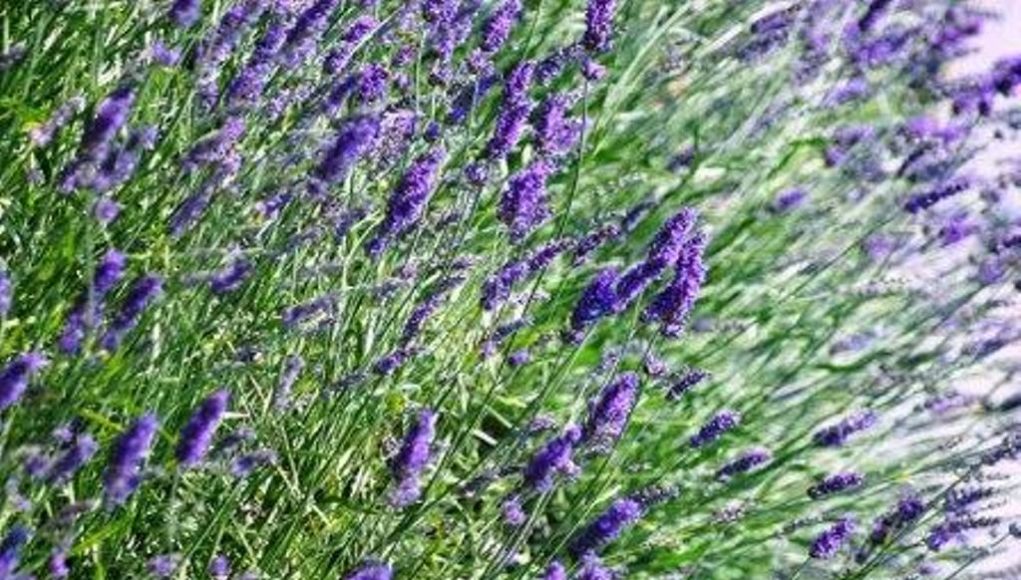 Ο δήμος Ιωαννίνων  παραχωρεί σε άνεργους αγροτική γη για καλλιέργεια φυτών