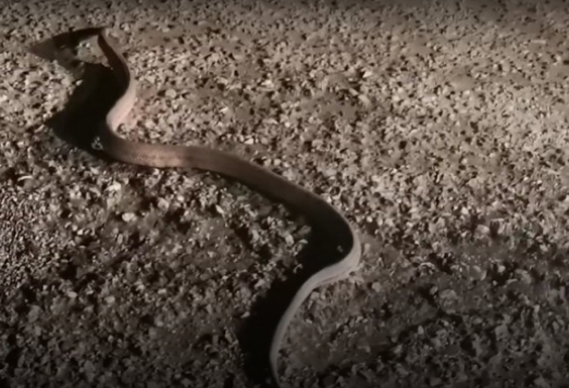 Αιτωλοακαρνανία: Φίδι δύο μέτρων βγήκε βόλτα με παγωνιά