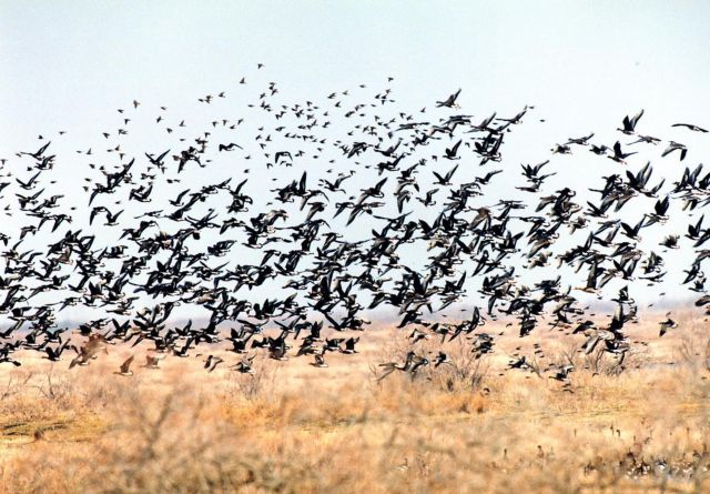 Σμήνος πουλιών προκαλεί τροχαίο ατύχημα σε παράδρομο της Εθνικής Οδού