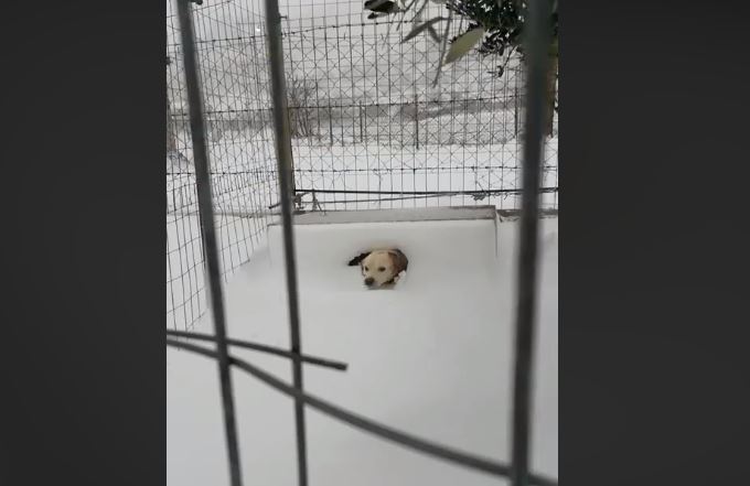 Εξοργιστικό βίντεο: Άφησαν σκύλο δεμένο μέσα στο χιόνι