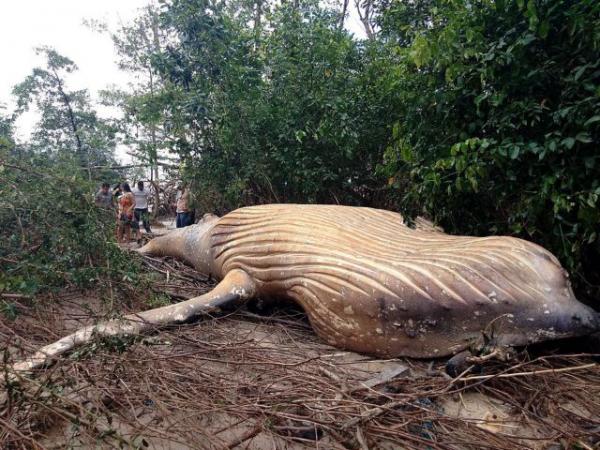 Το μυστήριο με τη νεκρή φάλαινα στον Αμαζόνιο