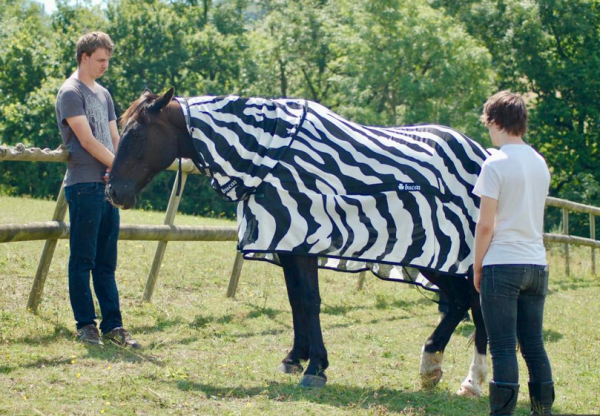 Για ποιο λόγο έχει η ζέβρα ραβδώσεις;