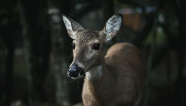 «Ελάφια – ζόμπι» τρομοκρατούν τις ΗΠΑ – Πρέπει να ανησυχούμε;