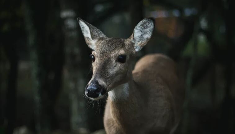 «Ελάφια – ζόμπι» τρομοκρατούν τις ΗΠΑ – Πρέπει να ανησυχούμε;