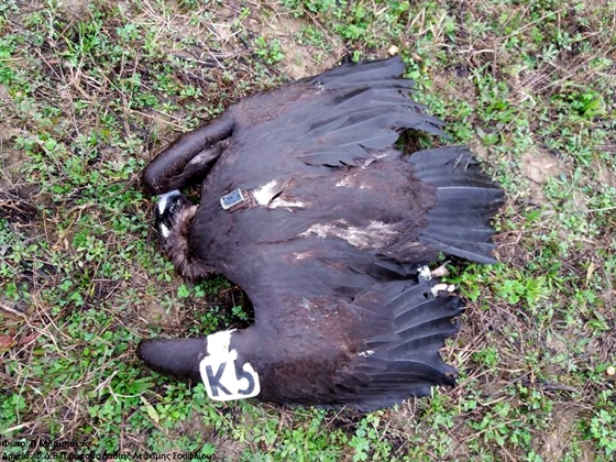 Εβρος : Νεκρός νεαρός μαυρόγυπας με σήμανση και πομπό