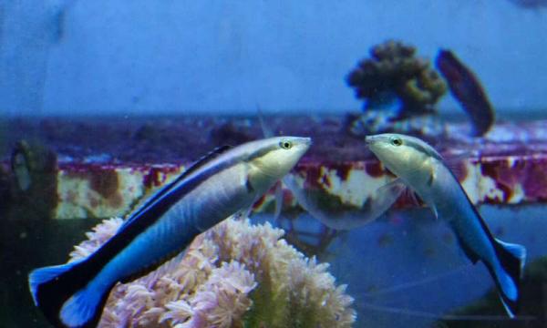 Ψαράκι πέρασε το «τεστ του καθρέφτη»