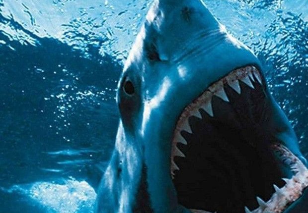 Το μεροκάματο του τρόμου: Κολυμπώντας ανάμεσα σε καρχαρίες στο ενυδρείο Κρήτης