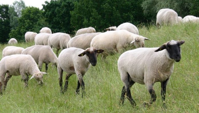 Γρεβενά: Χρωστάει ο κτηνοτρόφος και βγάζουν σε πλειστηριασμό… 200 πρόβατα