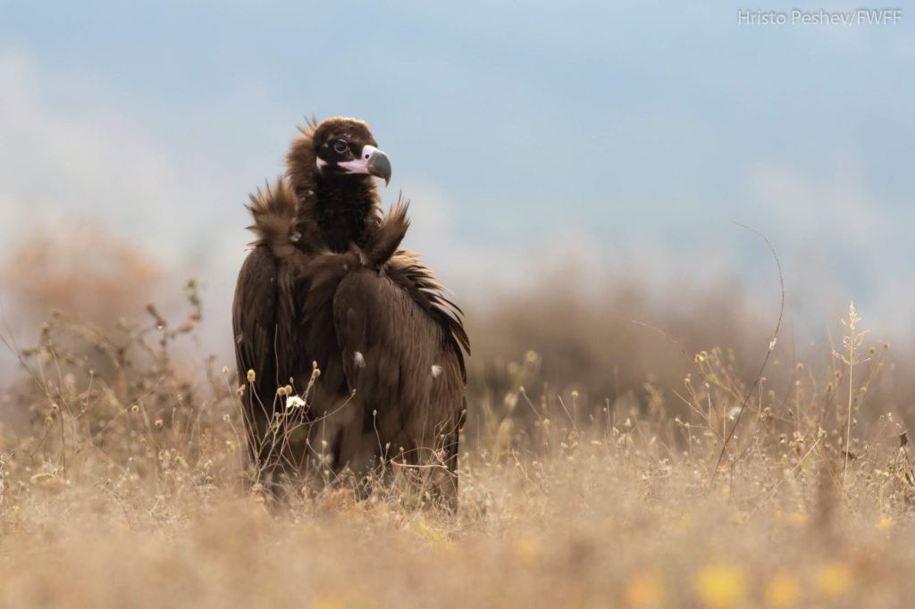 Αδιανόητο: Σπάνιος μαυρόγυπας διέσχισε τα Βαλκάνια και πέθανε στην Ελλάδα από φόλα