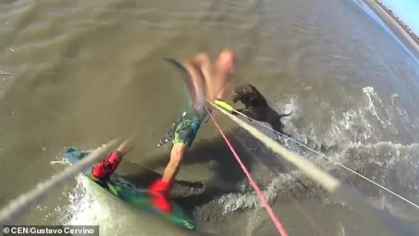 Πίτμπουλ επιτίθεται μέσα στη θάλασσα σε κάποιον που κάνει σερφ