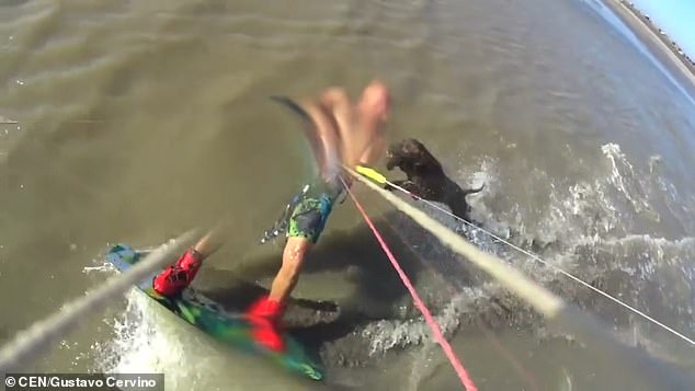 Πίτμπουλ επιτίθεται μέσα στη θάλασσα σε κάποιον που κάνει σερφ