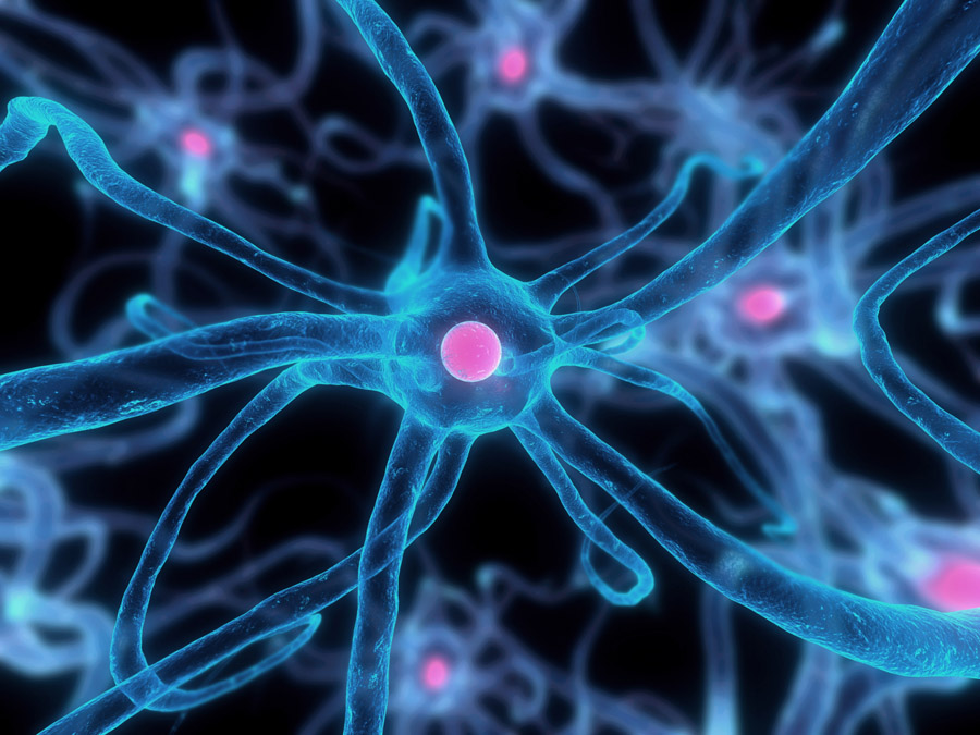 Πρωτεϊνικό «τείχος» προστατεύει τον εγκέφαλο σε περιόδους φλεγμονής