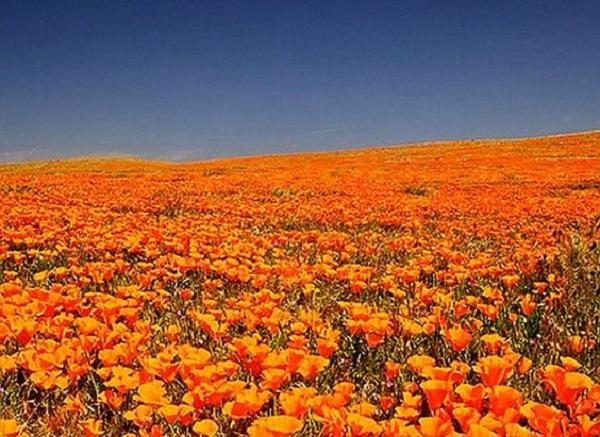 Ένας μαγικός λόφος πλημμυρίζει με πορτοκαλί παπαρούνες!