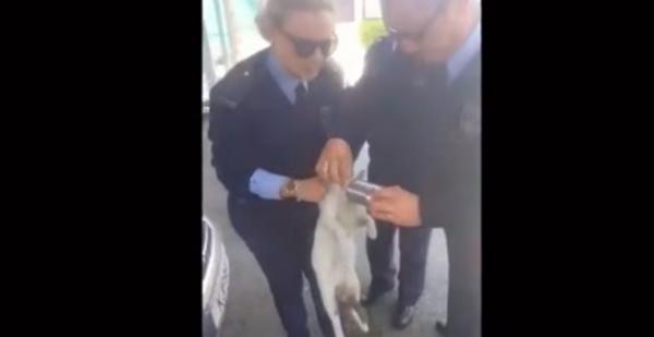 Κύπρος: Γατάκι έφτασε σε… αστυνομικό τμήμα «ζητώντας» βοήθεια