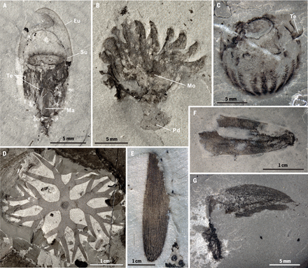 Ανακαλύφθηκαν απολιθώματα ζώων που ζούσαν πριν από 500 εκατομμύρια χρόνια | in.gr