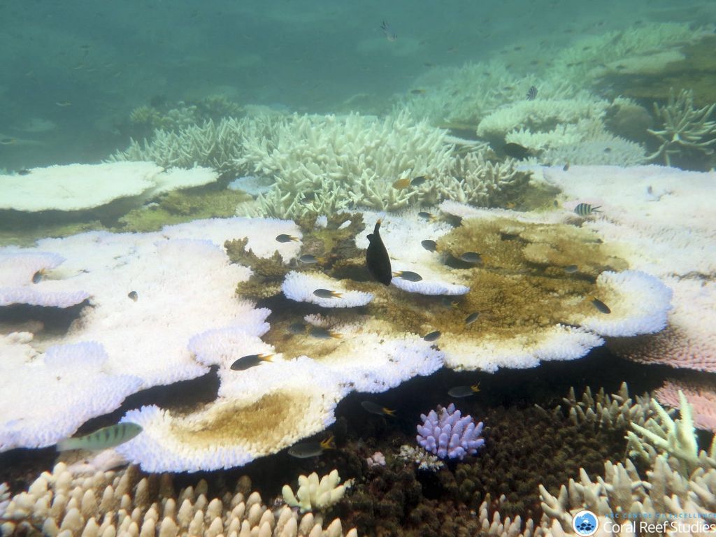 Ο πρώτος κοραλλιογενής ύφαλος στη Μεσόγειο εντοπίστηκε στην Ιταλία