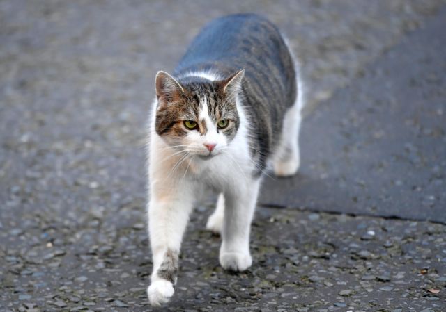 Σάλος στο Facebook με ανάρτηση-συνταγή για φόλες σε γάτες